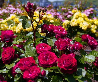 Roses