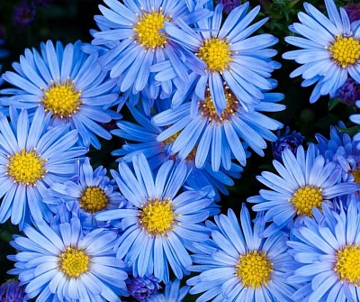 Blue flowers