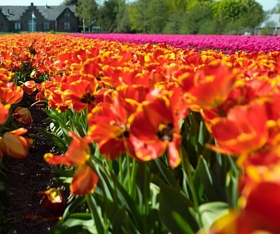 Row of flowers