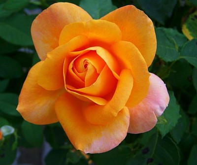 Orange flower