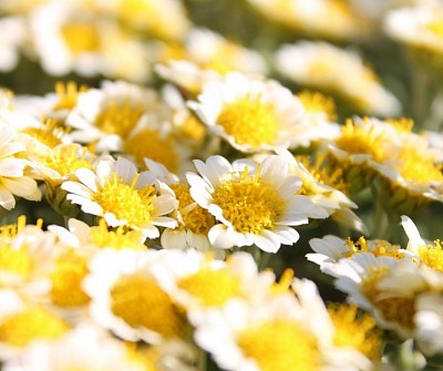 Daisies