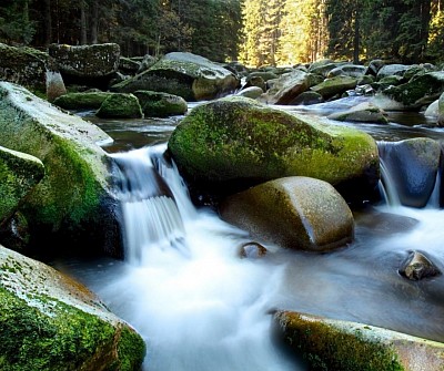 Lush stream